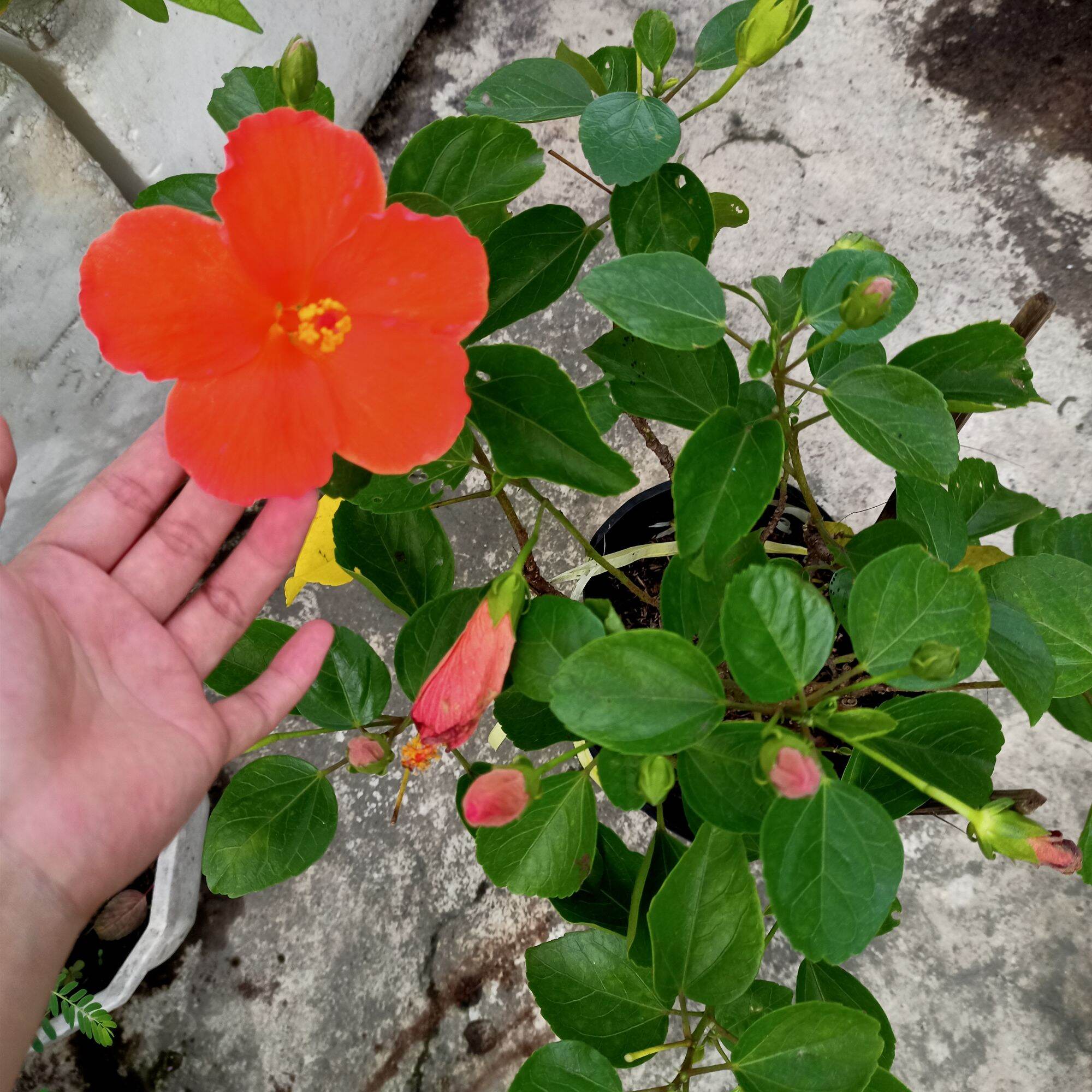 [Cây sưu tầm] Chậu cây hoa dâm bụt đơn cam
