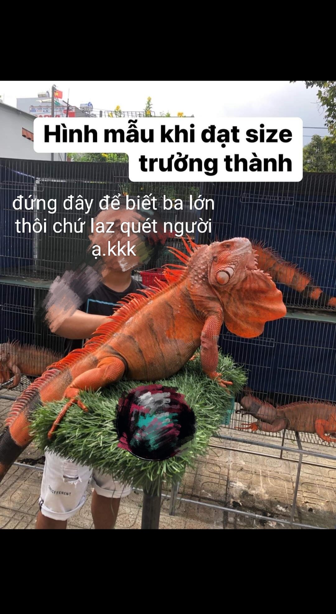 đồ chơi rồng nam mỹ 50-60cm