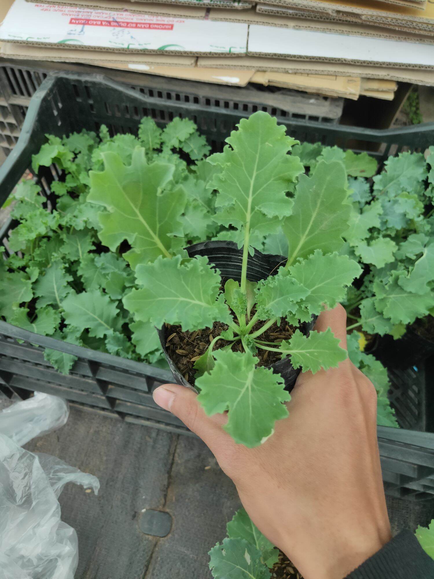 Cây giống Cải Kale giống Mỹ