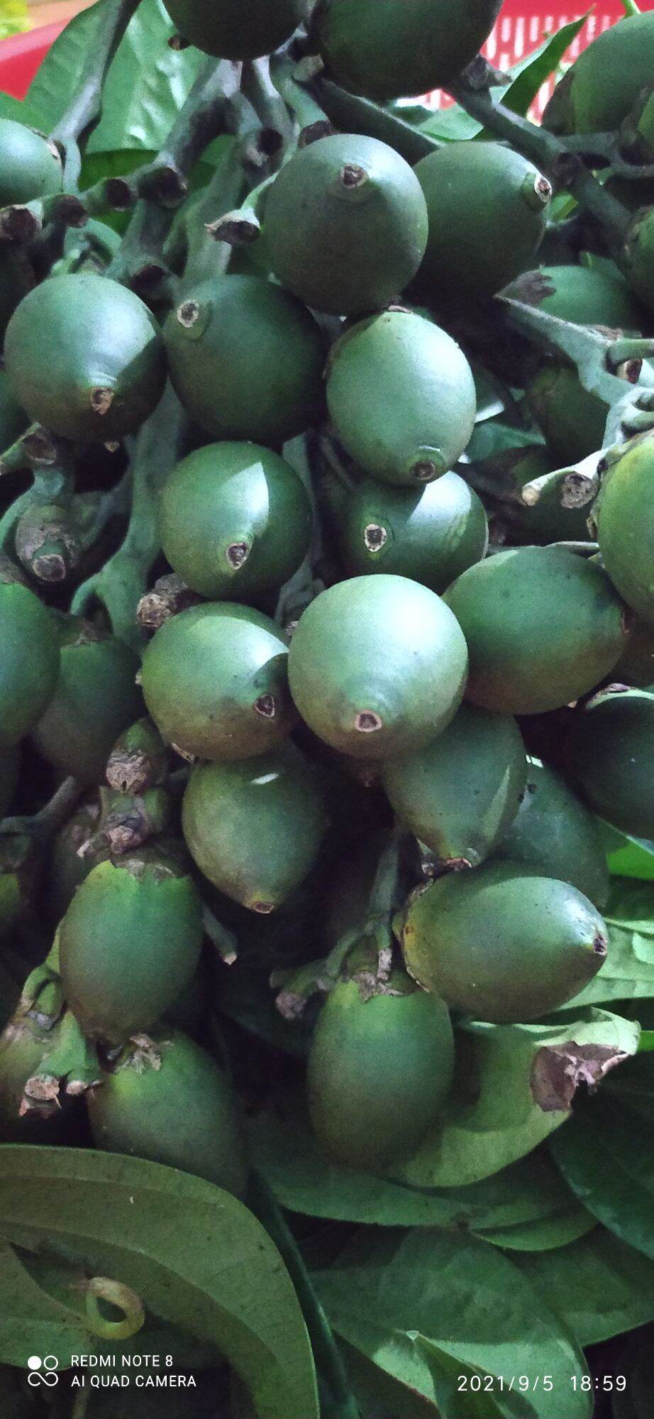 quả cau ăn trầu 1kg