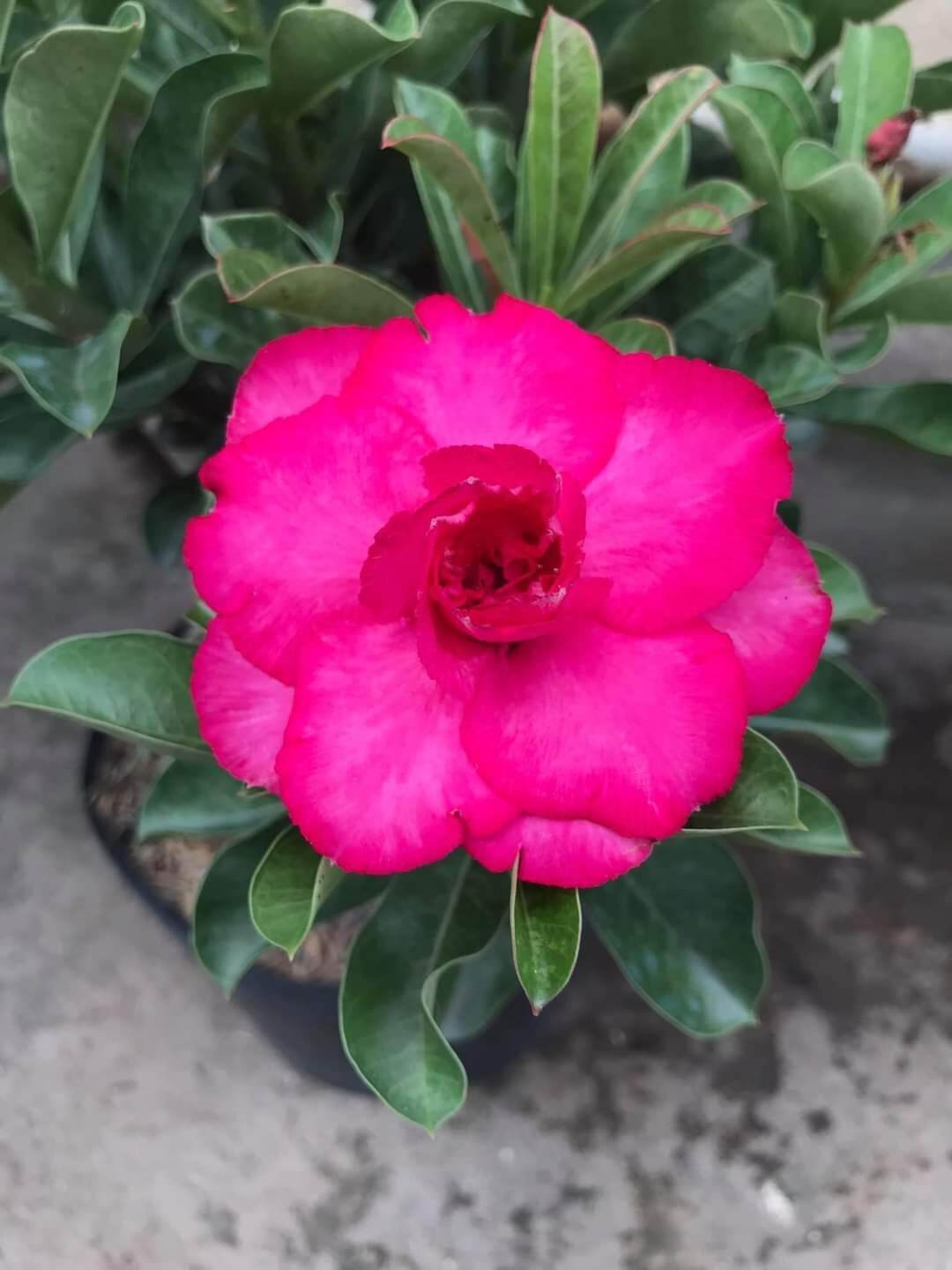 Bong Garden_ Sứ Hồng Ngọc
