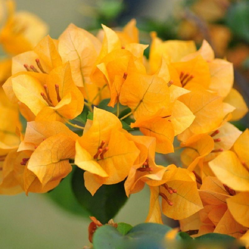 5 cây hoa giấy mix đủ màu
