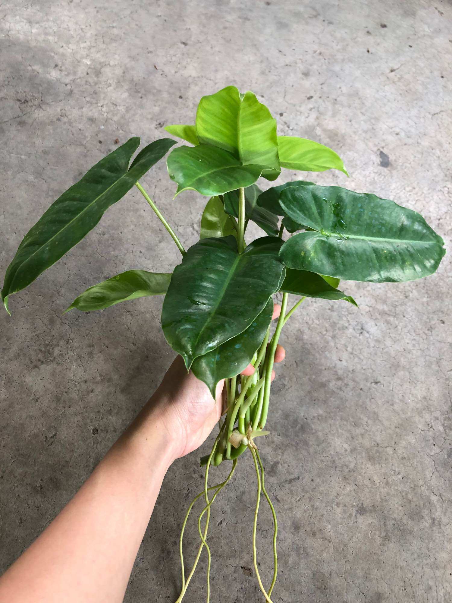 Cây thiên môn/Philodendron burle marx