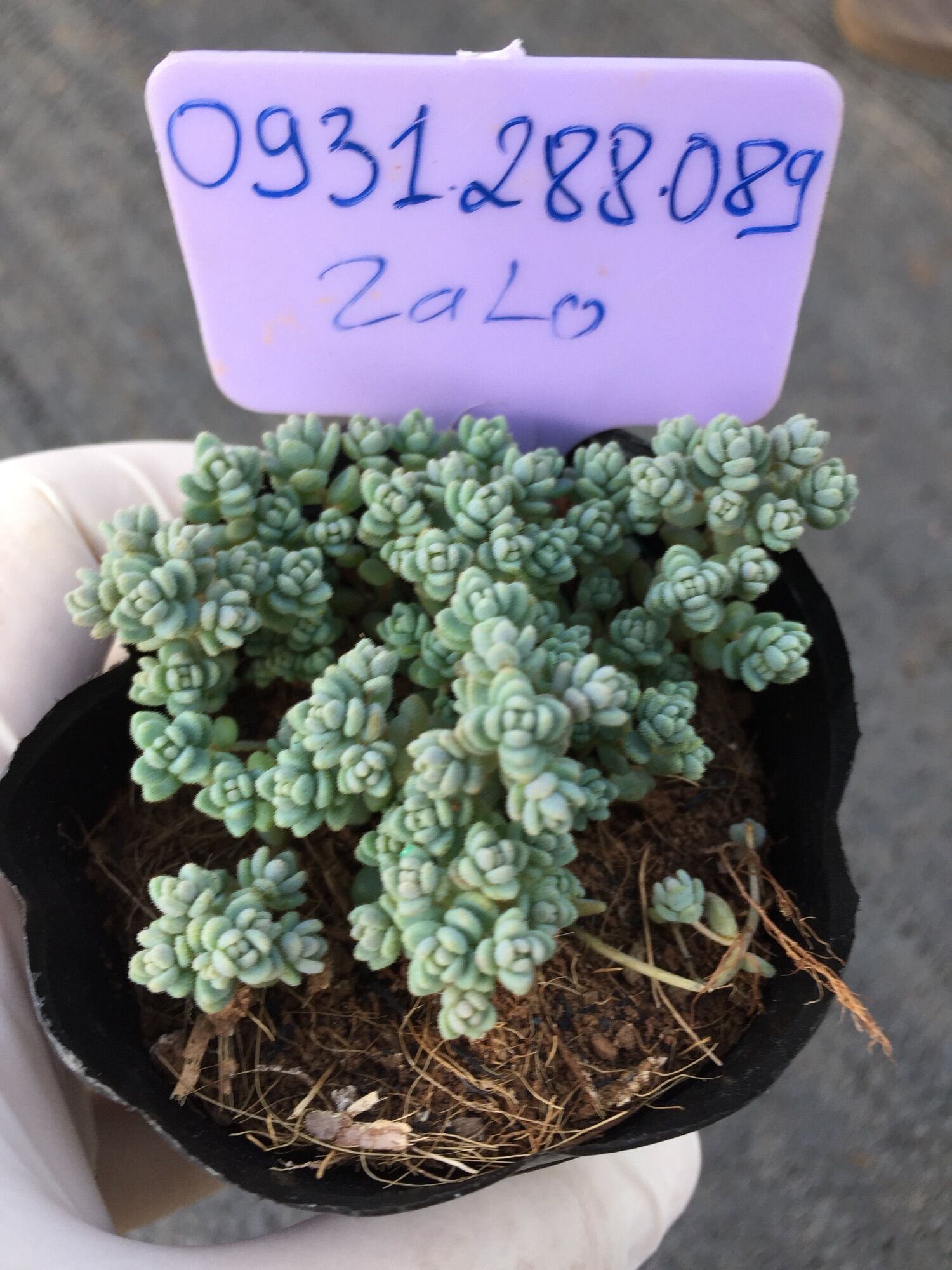 Cây sen đá sedum hoa hồng nhỏ