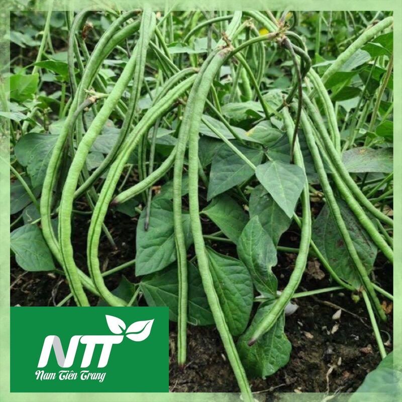 Giống Đậu đũa bụi ngọt