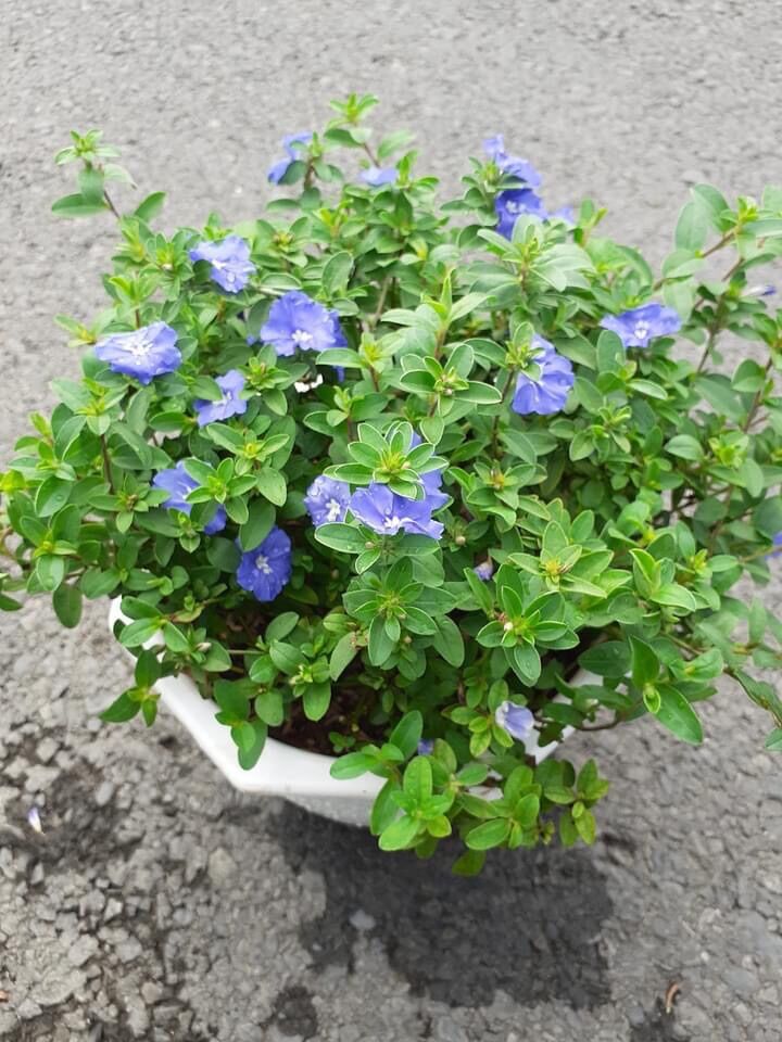 Chậu hoa thanh Tú treo