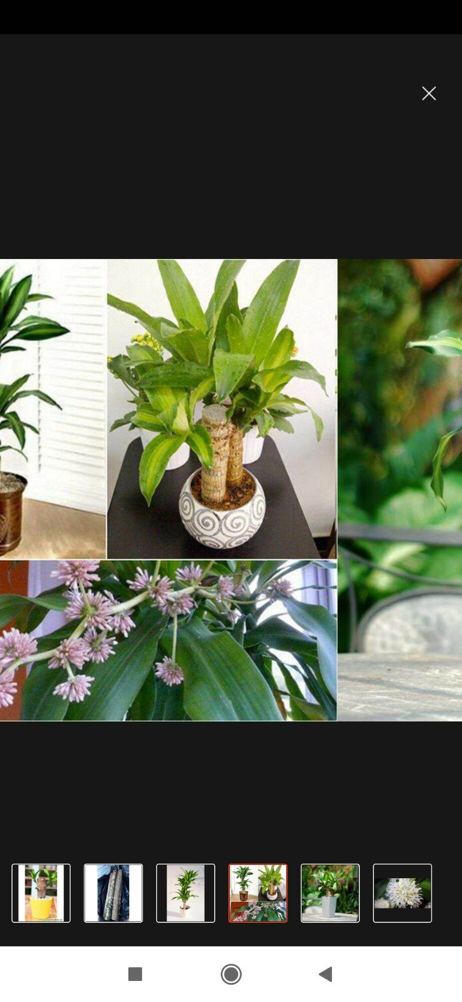 tiểu cảnh thiết mộc lan ( thần tài) lá xanh