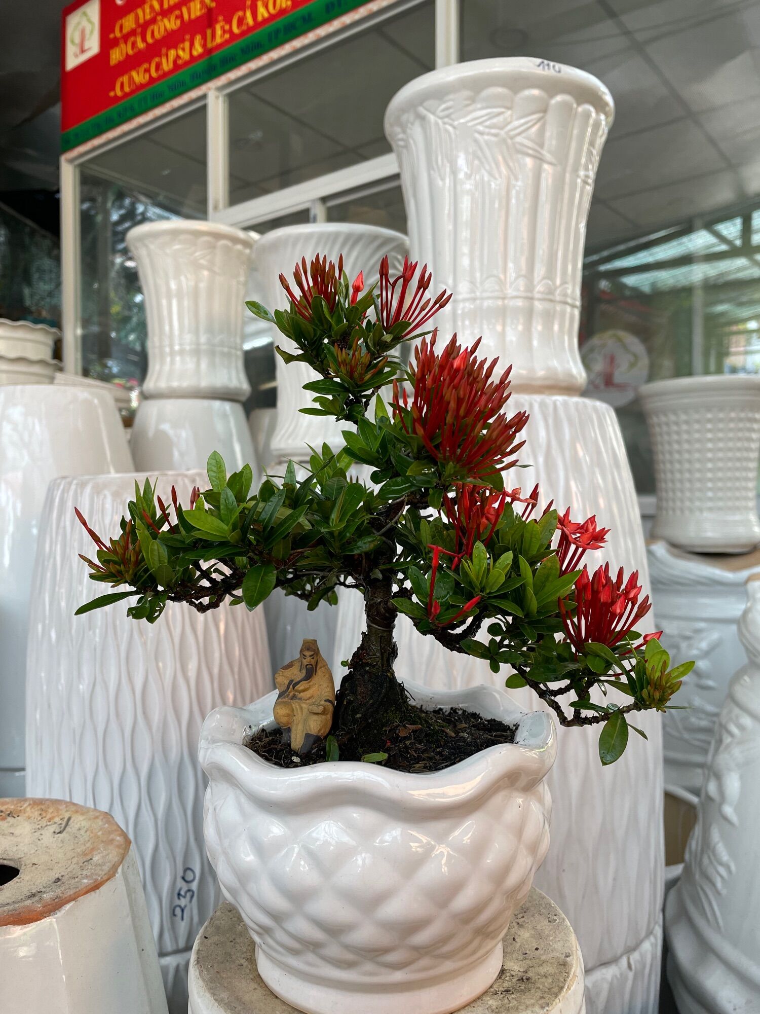 Trang Thái đỏ bonsai mini có chậu