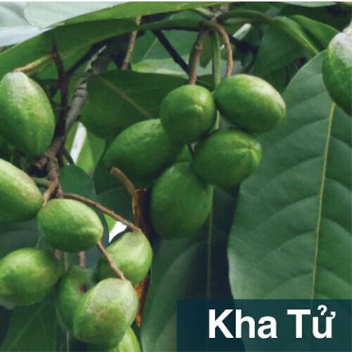 Đại tràng Bảo Nguyên, hộp 50v