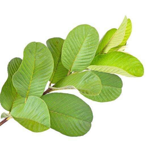 lá ổi tươi 1kg