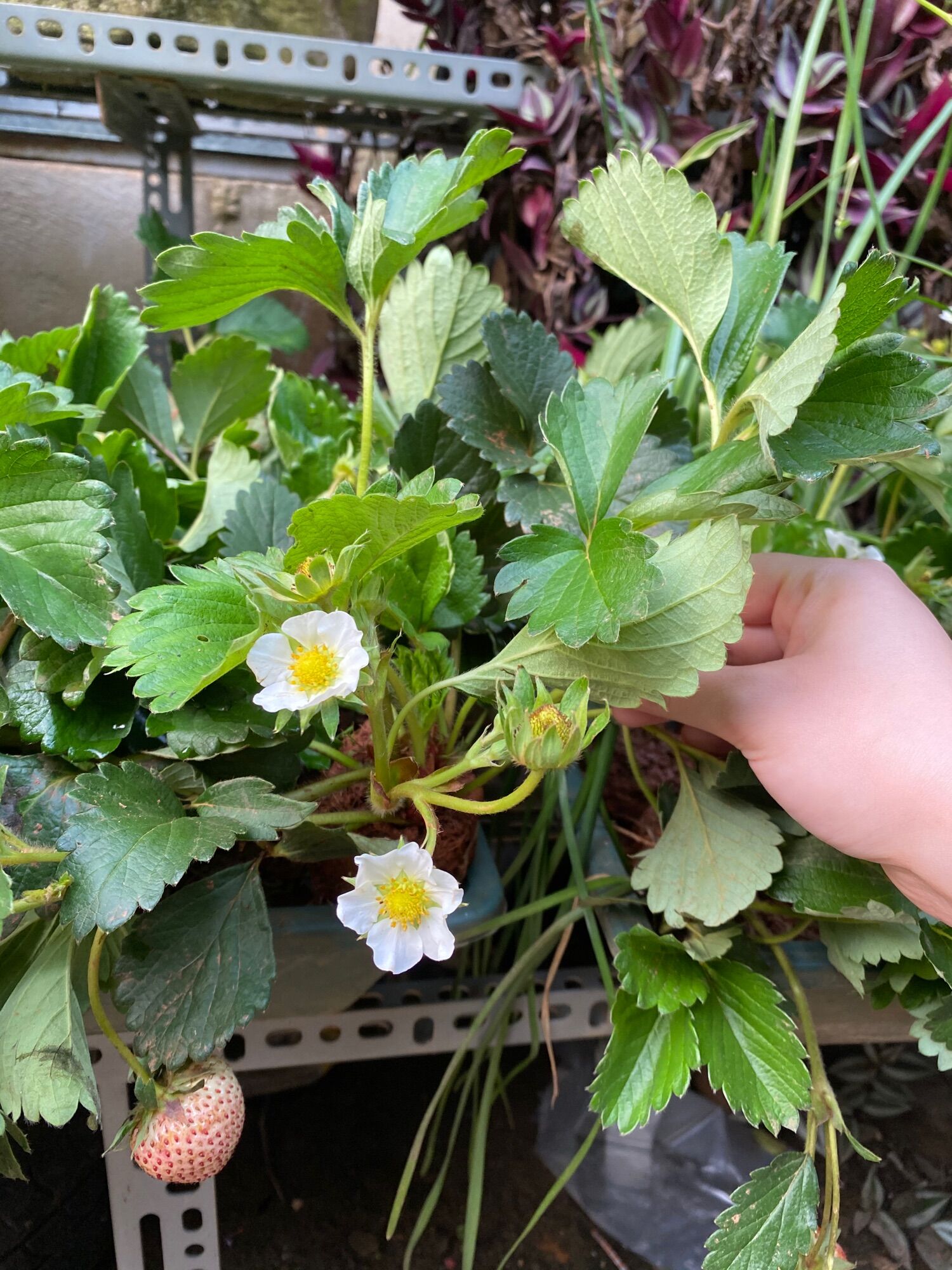 combo 6 cây giống dâu tây loại ngọt (hana/lùn)