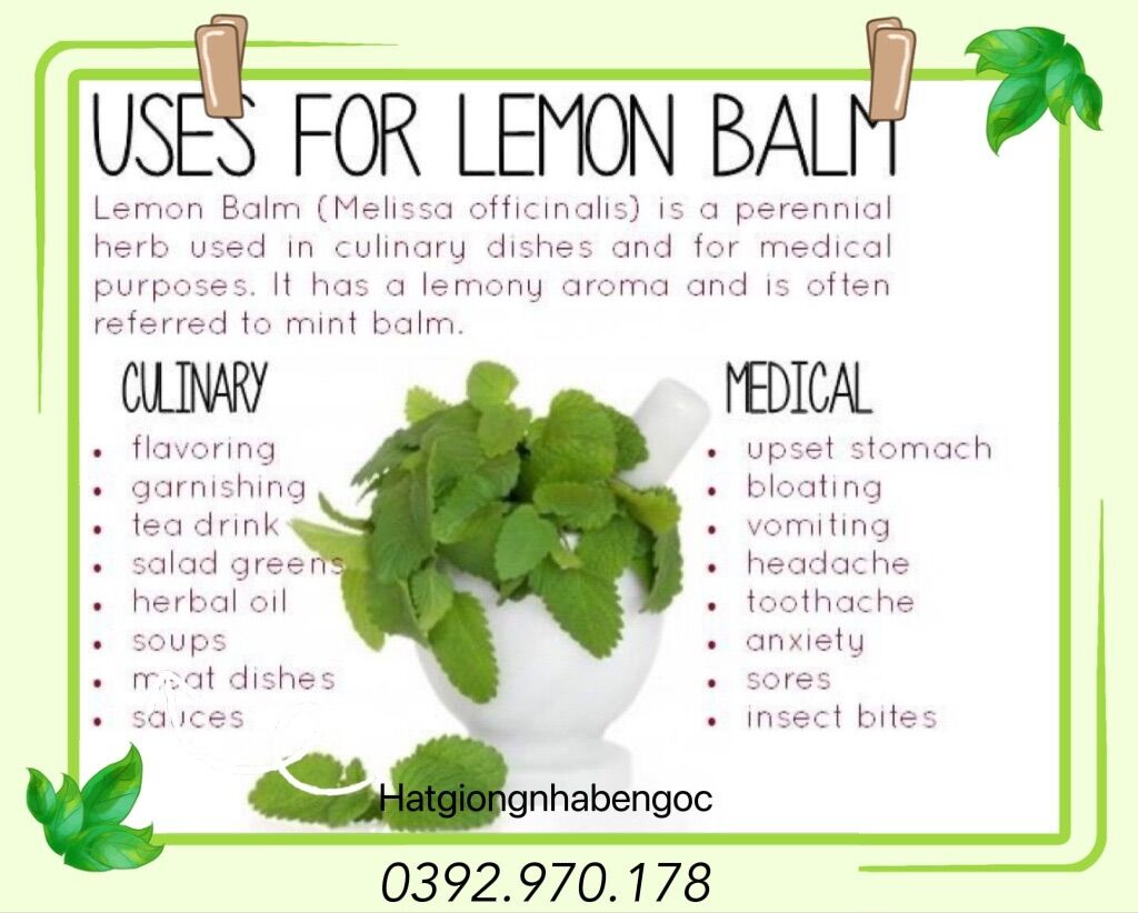 Hạt Giống Bạc Hà Chanh Sả Lemon Balm