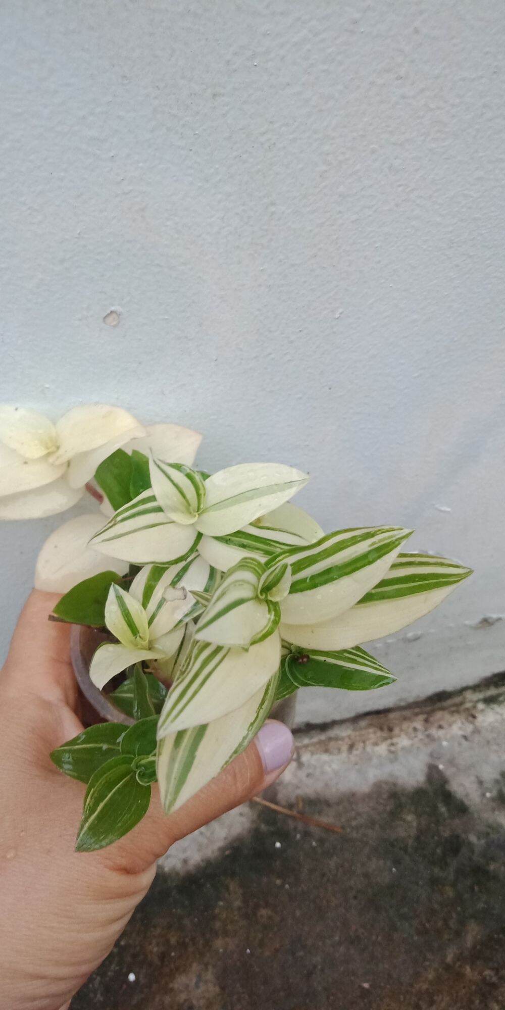 thài lài var trắng xanh