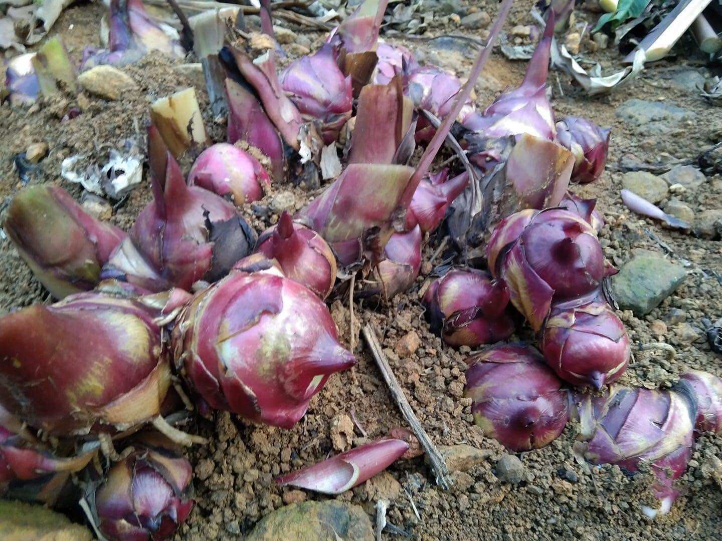 Miến dong Phia Đén 500gram
