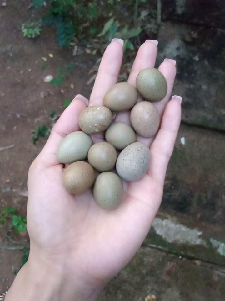 10 trứng gà rutin về ấp