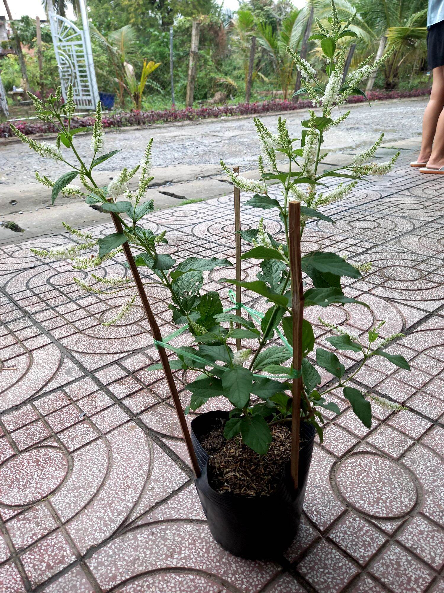 cây bạch trầm hương hoa thơm.