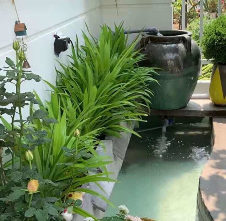 Cây lá dứa ( lá nếp)