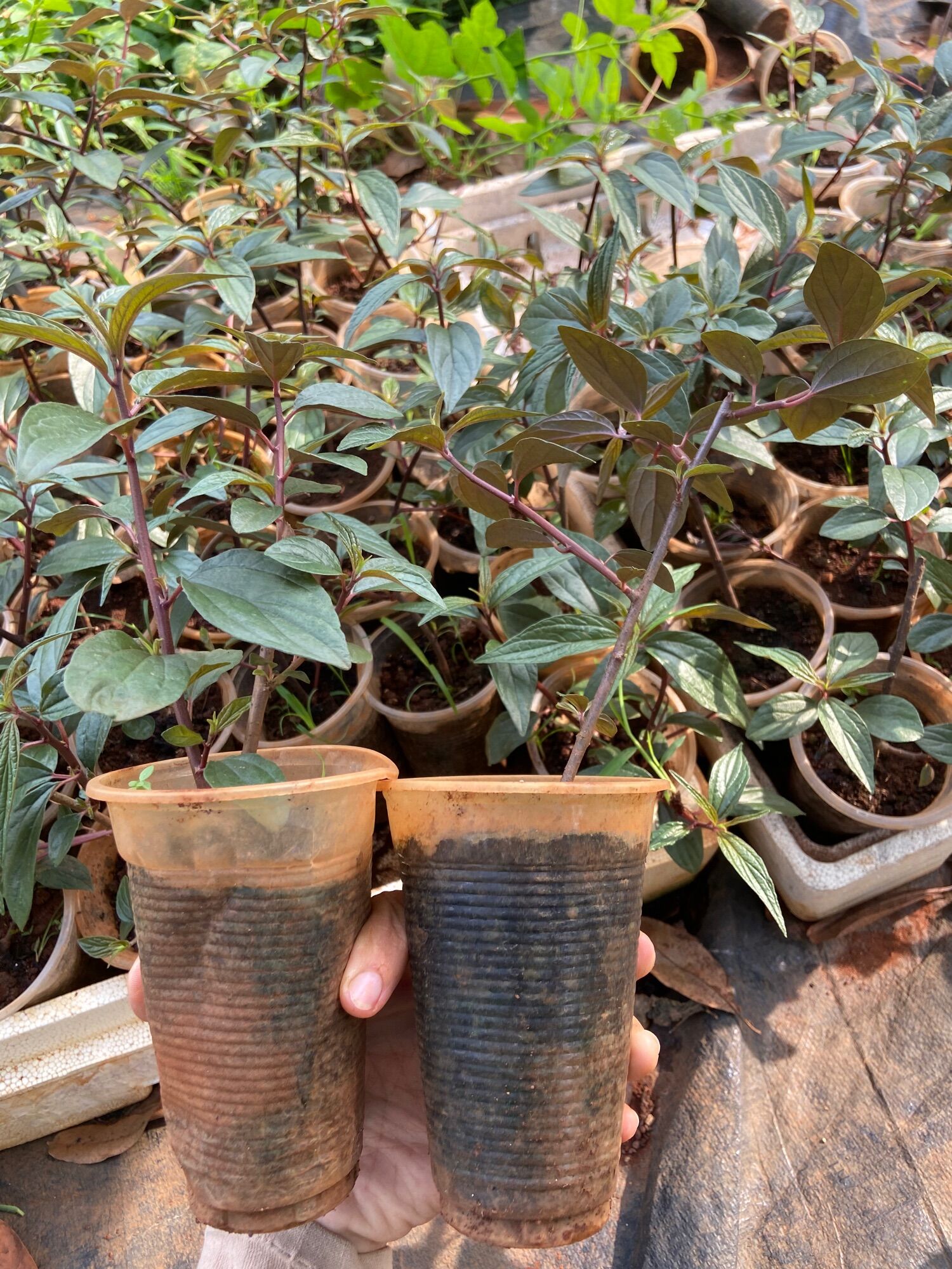 Cây cỏ dòi