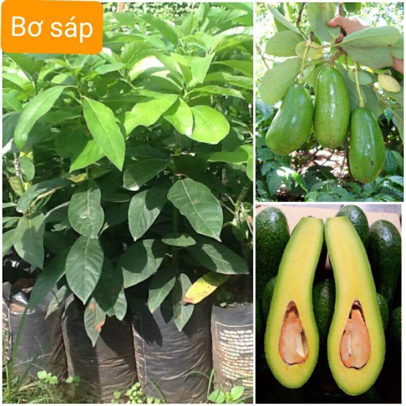 Cây giống bơ sáp ghép