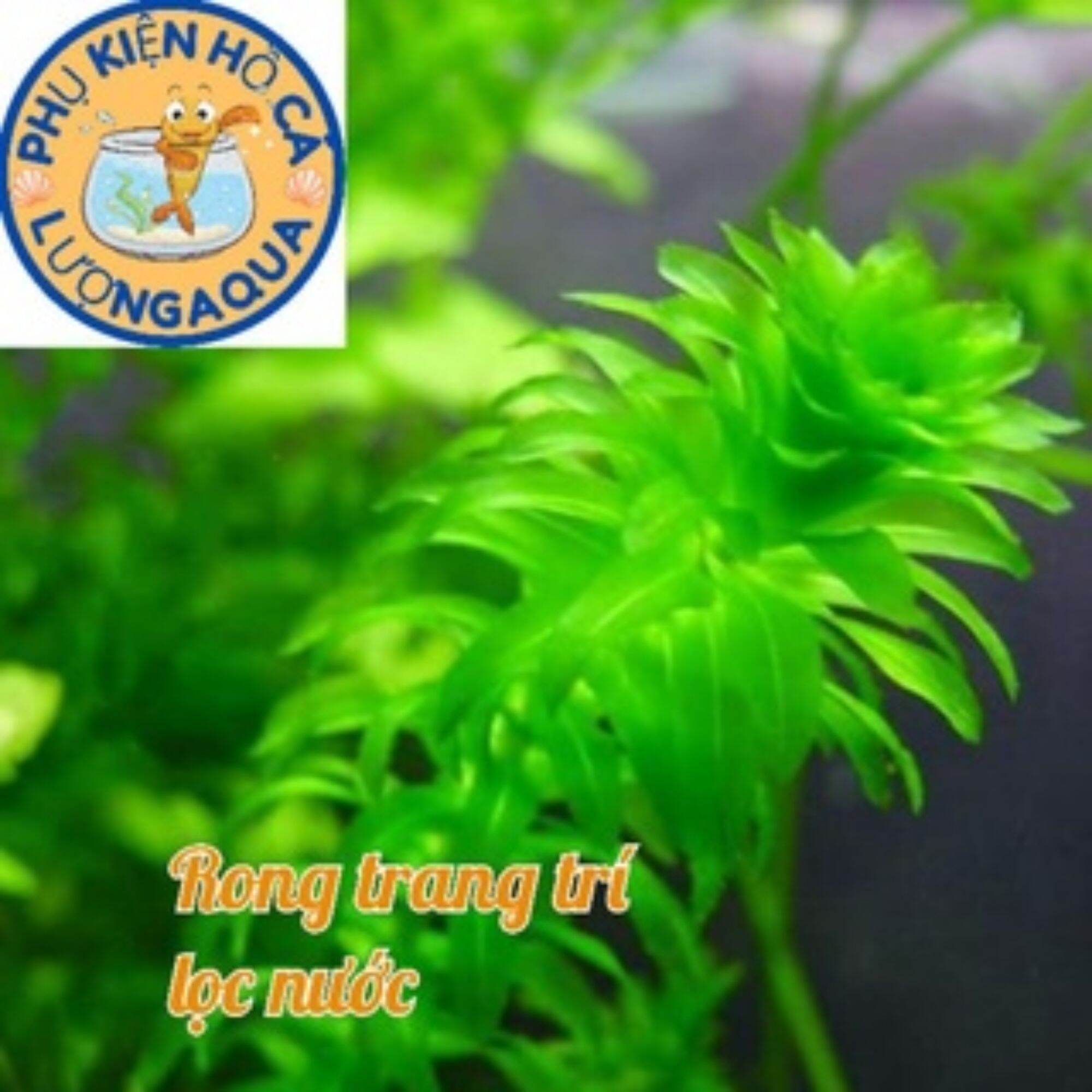 5 nhánh rong đuôi chó phụ kiện trang trí hồ cá, trang trí hòn non bộ