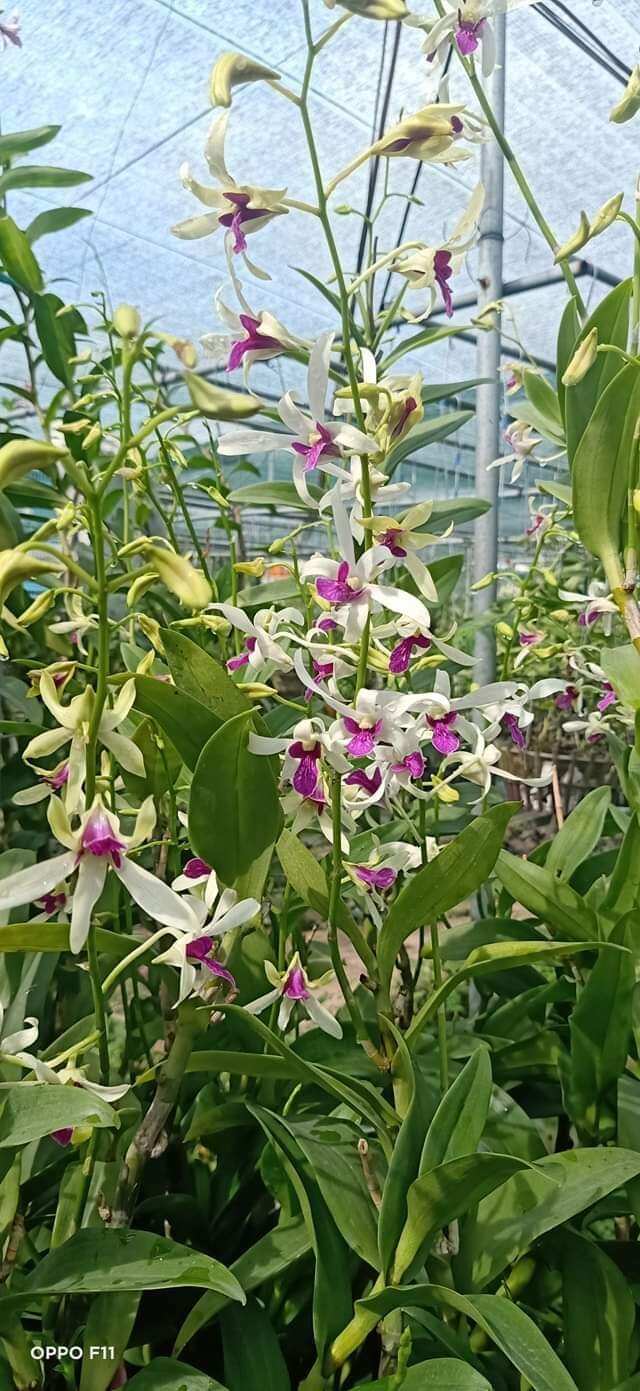 Lan denro nắng bà liễu hoa thơm