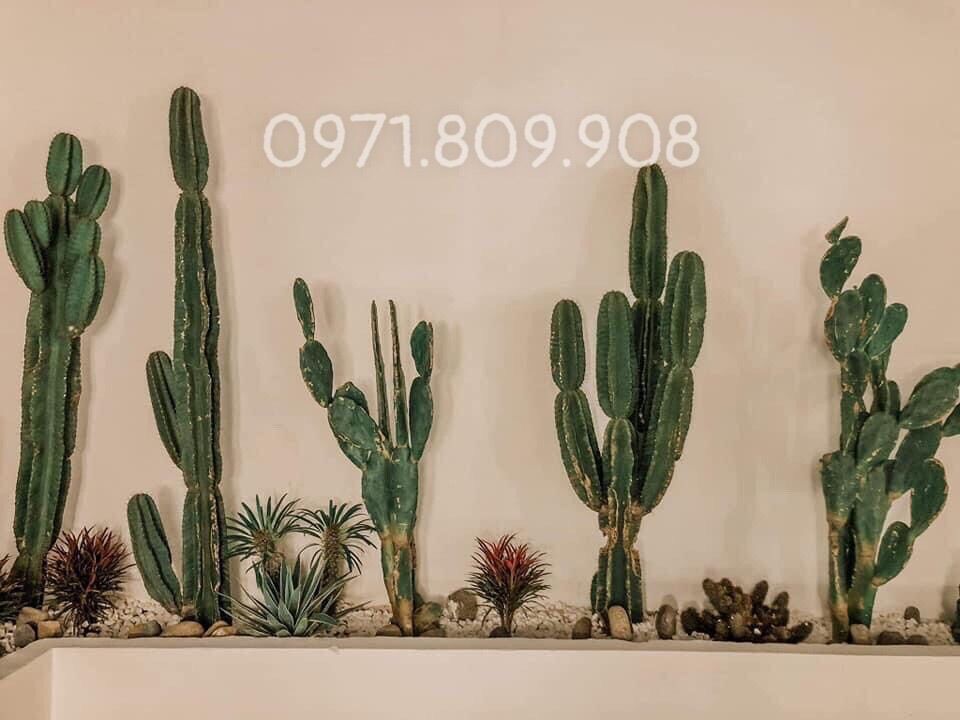 Xương rồng tai thỏ ( Loại 0,8-1m )