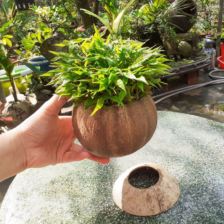 Gáo Dừa Khoan Lỗ và đã đánh bóng