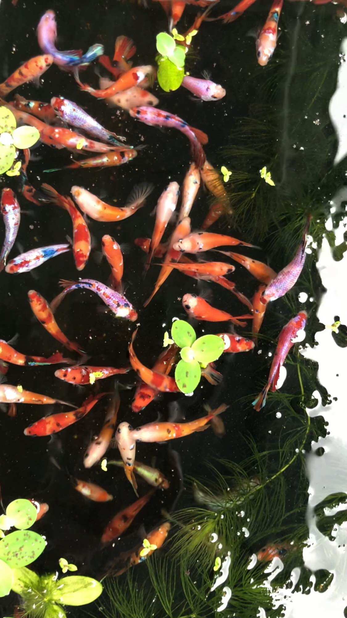 Thuỷ Betta Galaxy - hàng cao cấp