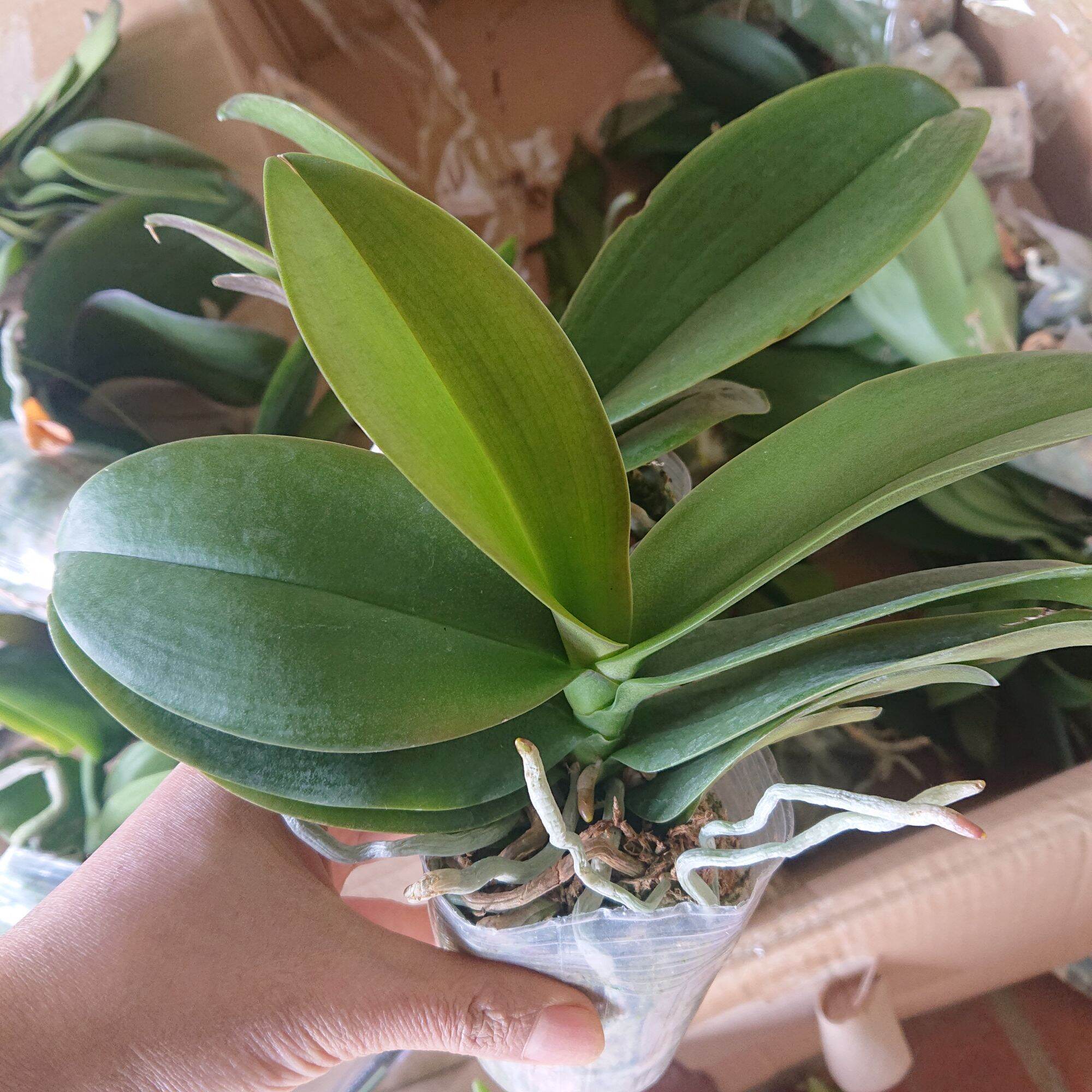 Combo 2 cây Lan Hồ Điệp hàng 4 lá chưa ngồng