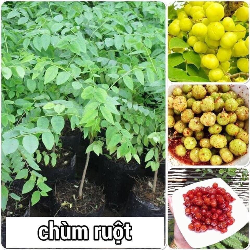 Cây giống chùm ruột