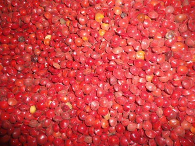 Hạt Giống cẩm đỏ (1kg)