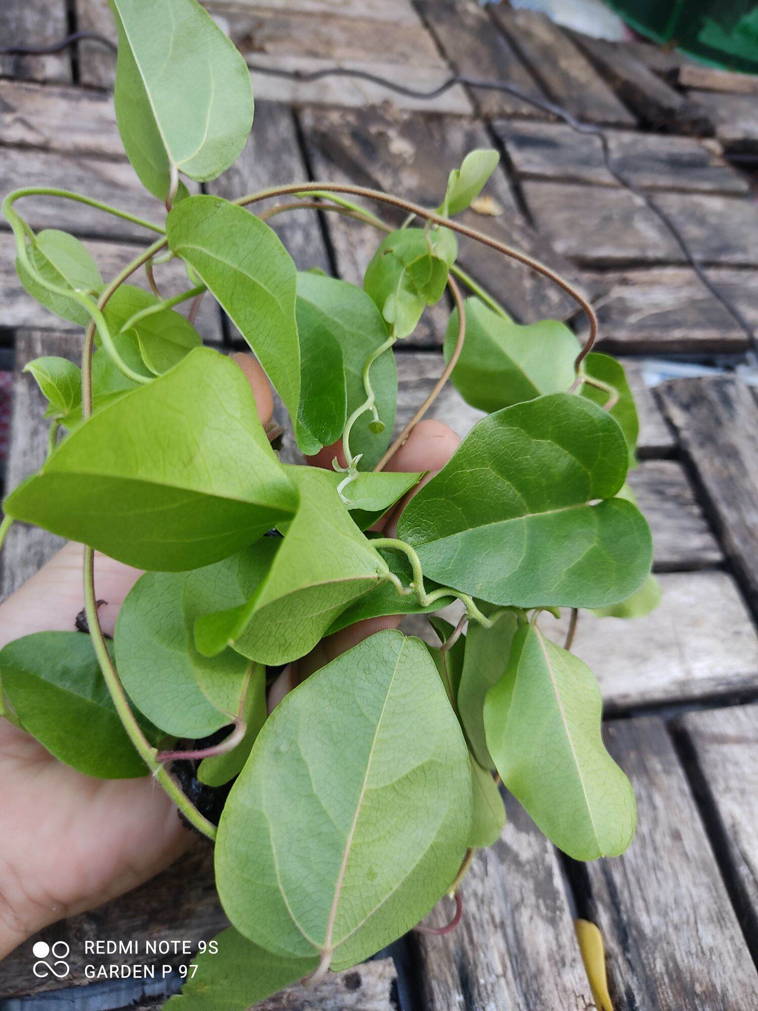 bầu giống sương sâm, sâm láng
