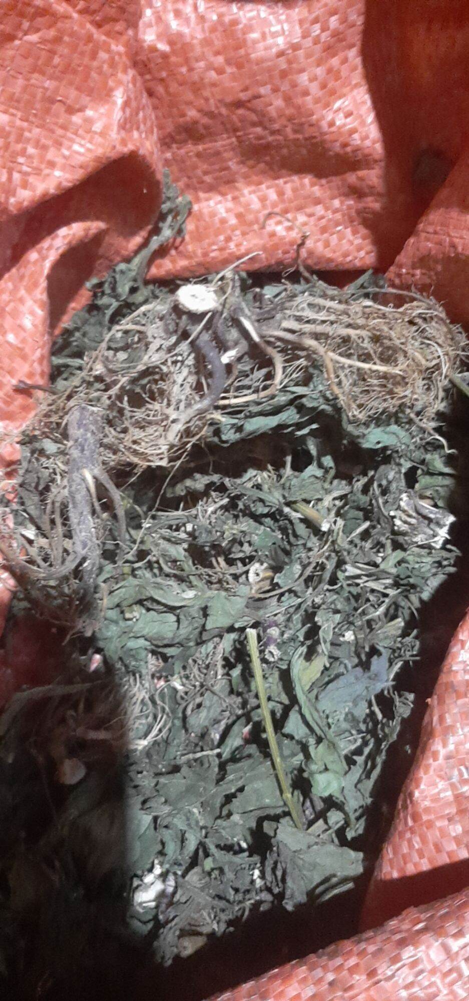Cây cải trời (1 kg )