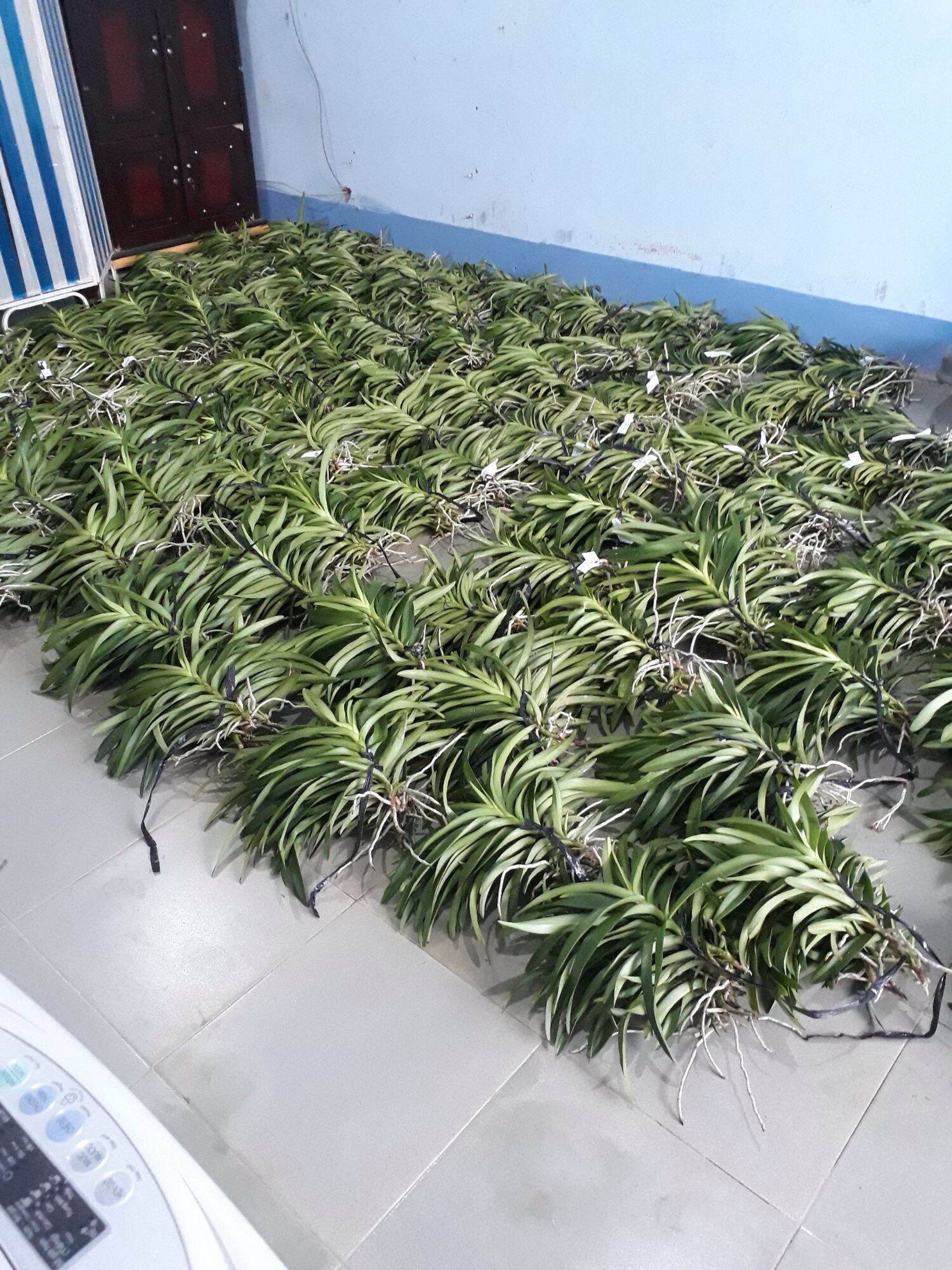 Combo 5 Lan Giống Mokara màuĐỏ,Vàng,Tím,Hồng,Cam