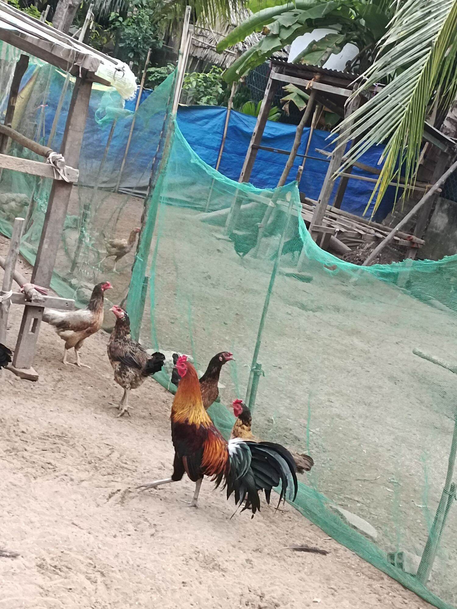 10 TRỨNG GÀ NÒI Mt ẤP NỞ. BAO ẤP NỞ