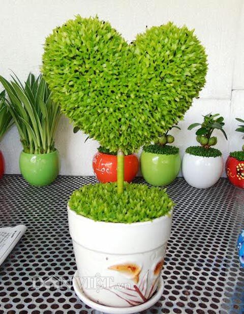 Hạt cỏ may mắn 500 hạt  giống  chất lượng
