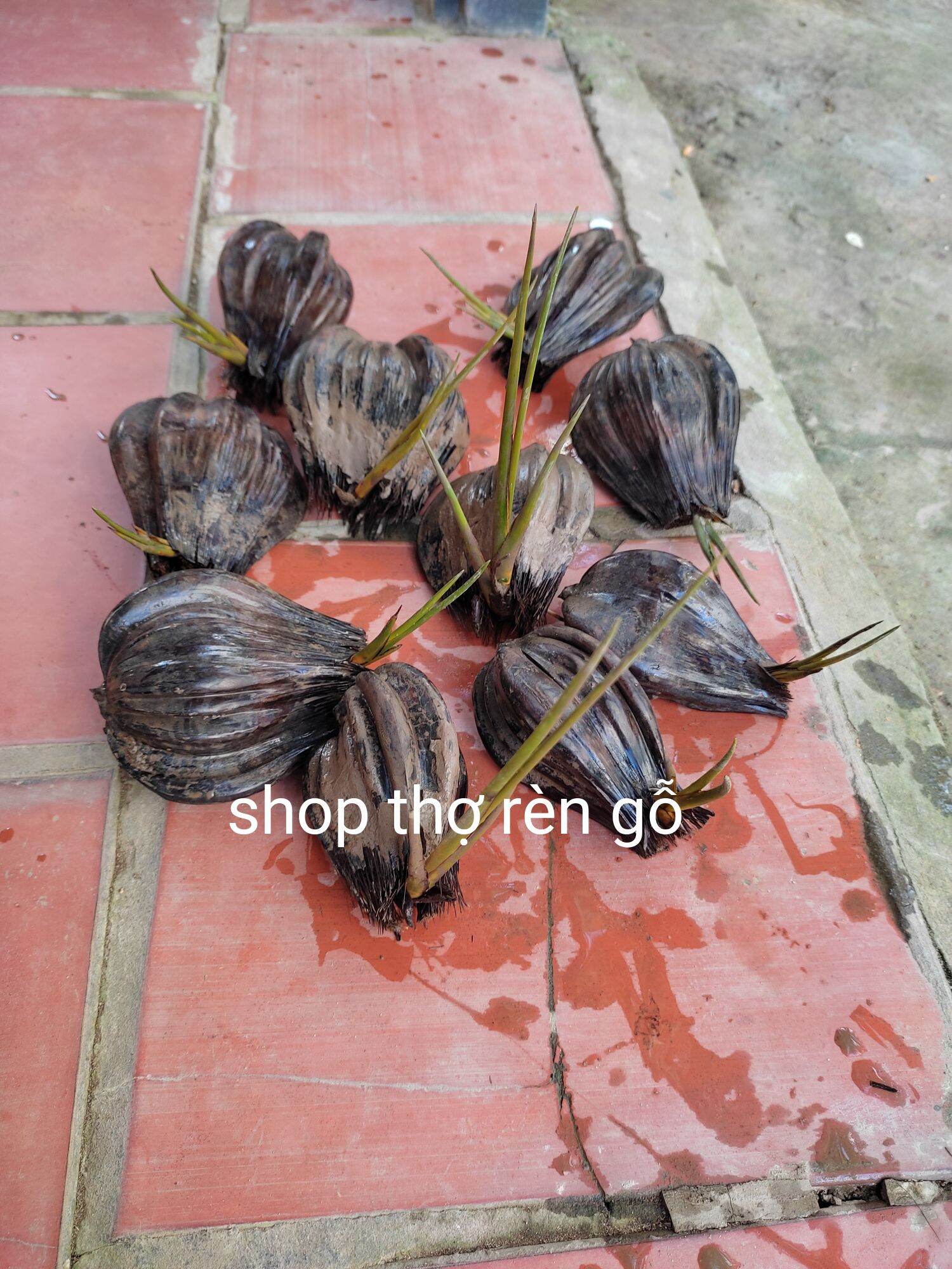 Cây dừa nước, trồng thủy sinh hợp phong thủy, 1 trái mọc mầm cao, rất dễ trồng