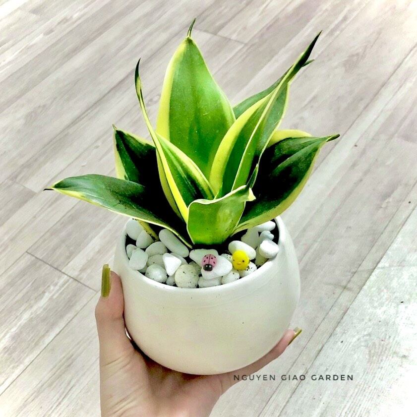 Cây lưỡi hổ thái chậu sứ tròn