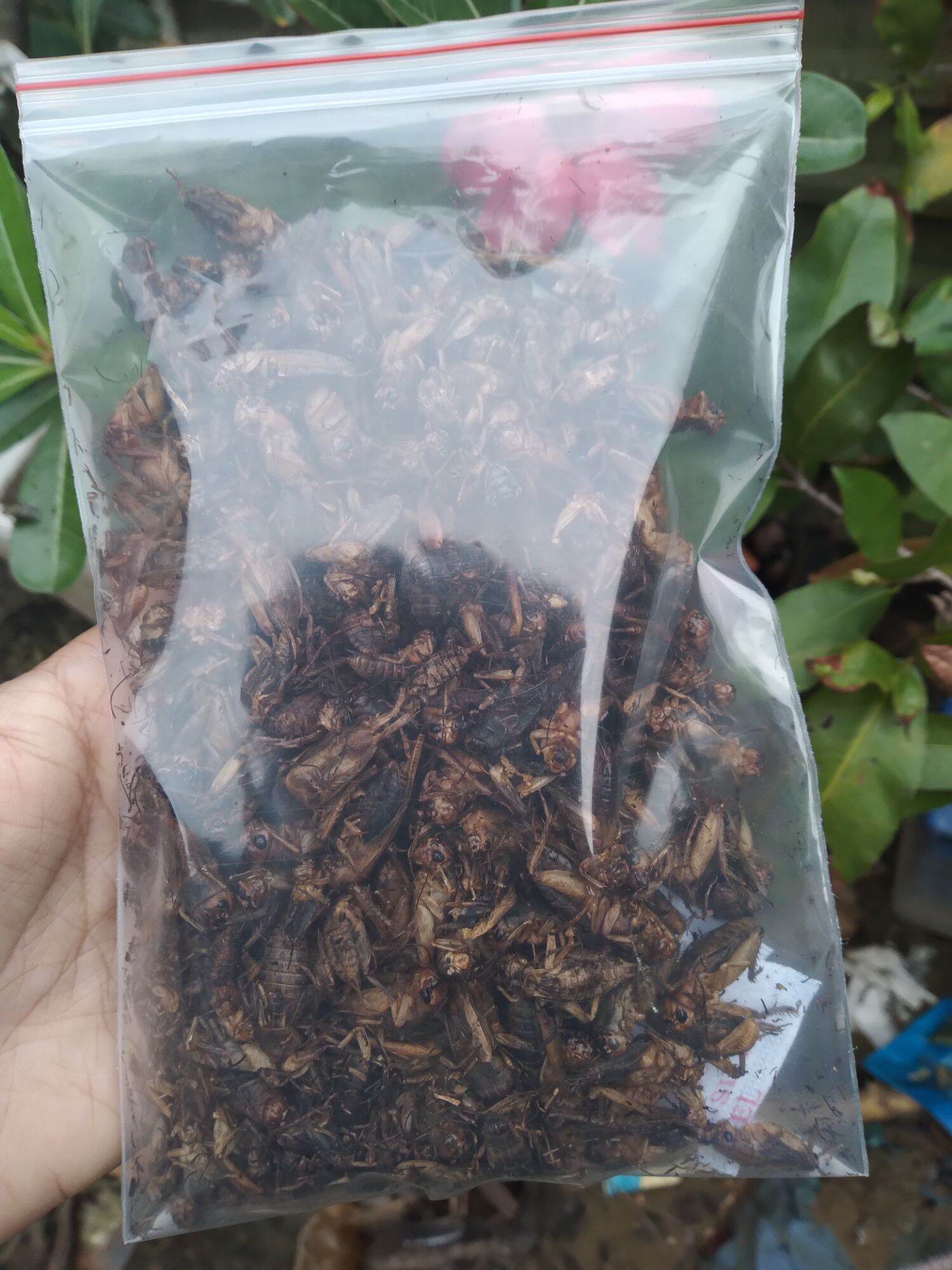 Dế sấy khô 50 gram thức ăn cho chim nhím sóc kiểng hamster