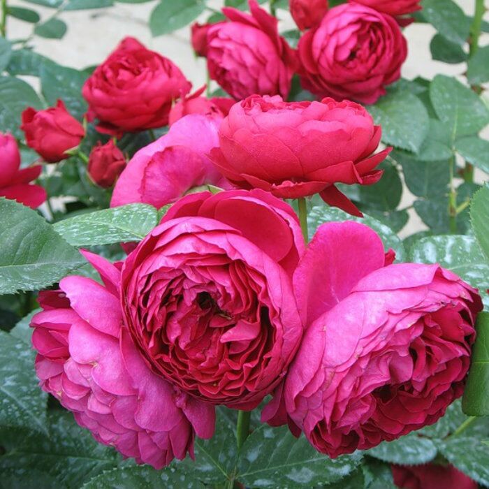 Hoa hồng Ascot Rose - hồng bụi, hoa thơm
