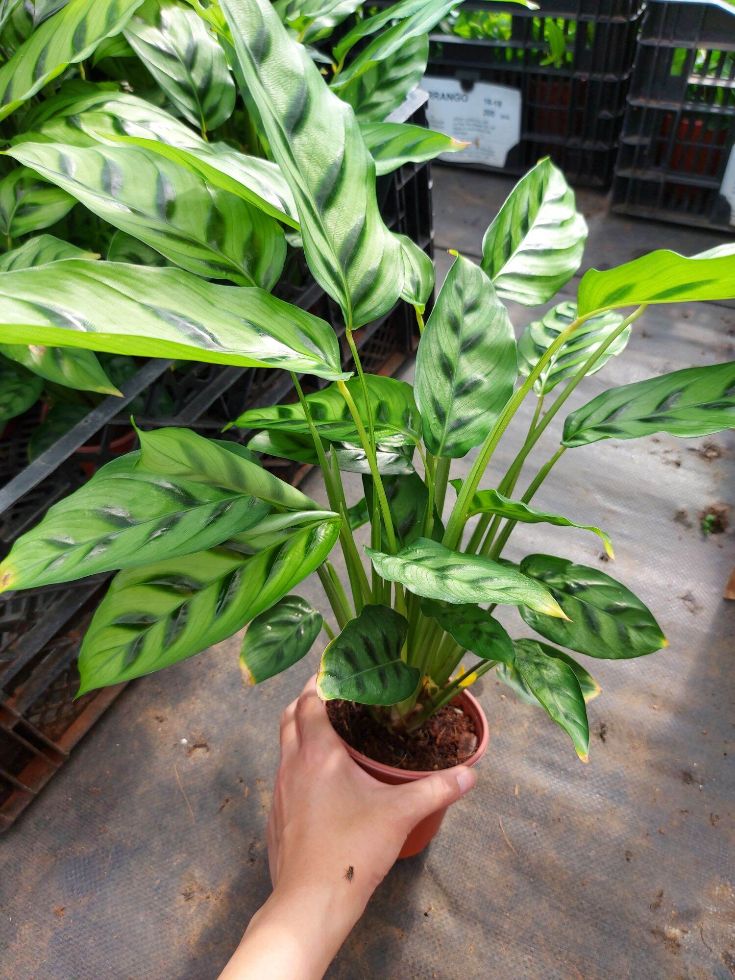 Đuôi công dina- calathea leopardina. cây cảnh phong thủy.