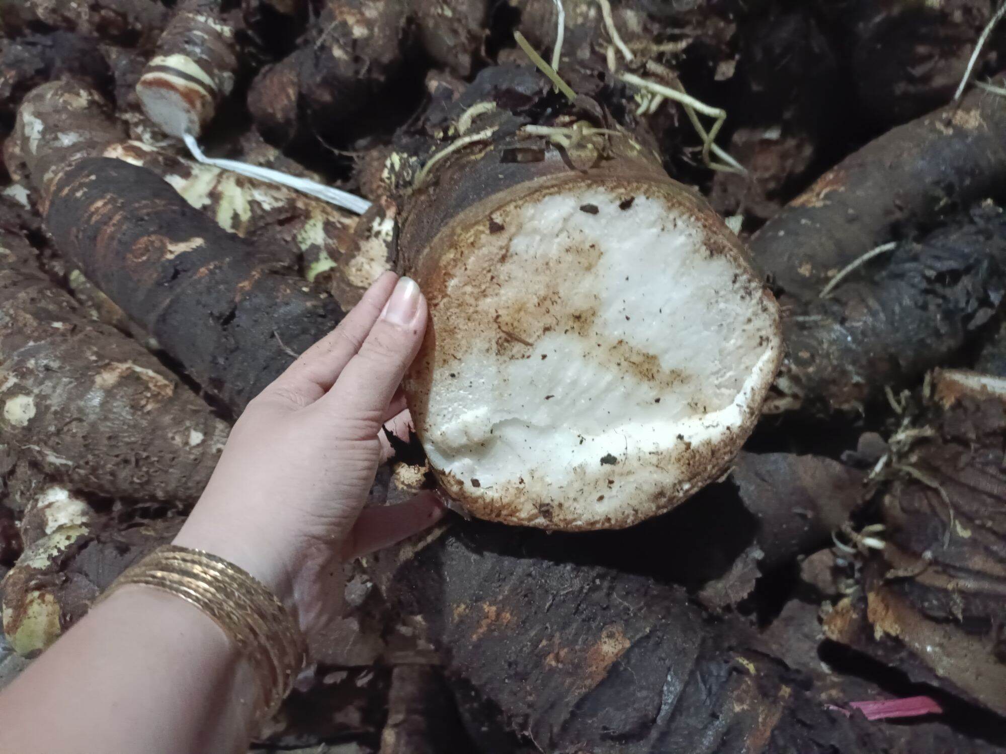1 củ = 1 kg bạc hà núi già lâu năm ở núi cấm an giang loại 1