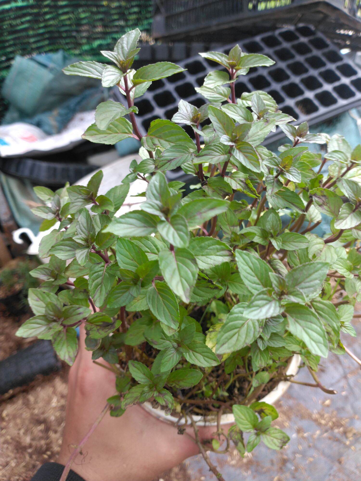 cây bạc hà chocomint một chậu nhiều cây