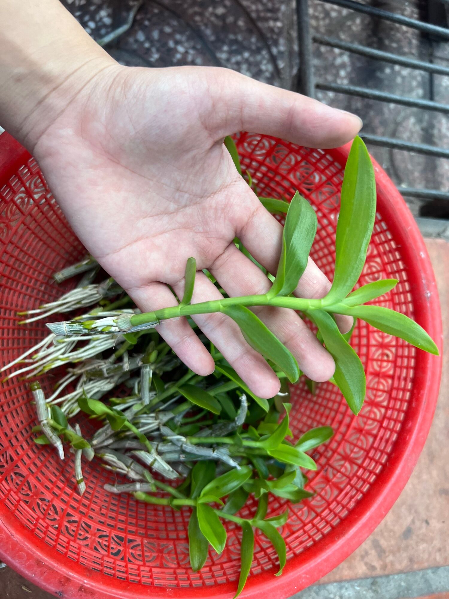 Kie Phi Điệp Chớp Mỹ - Chuẩn Mặt Hoa