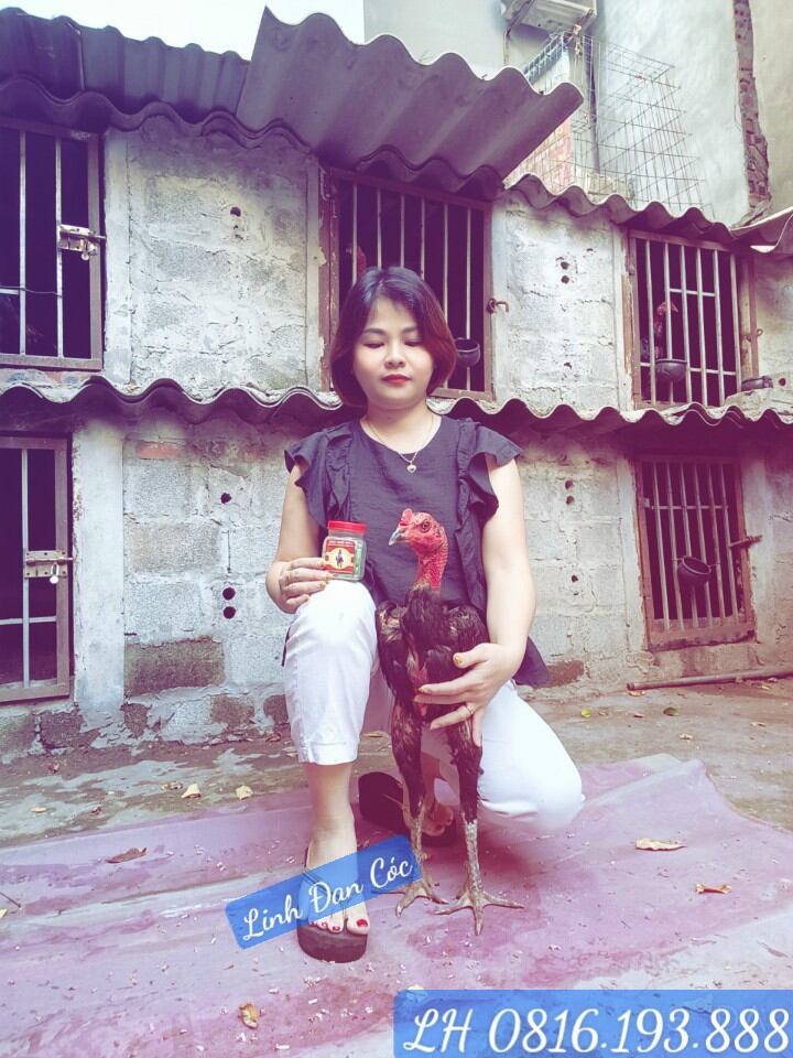 Linh đan cóc nguyễn tùng - Trang Gà ☎️ 0816.193.888