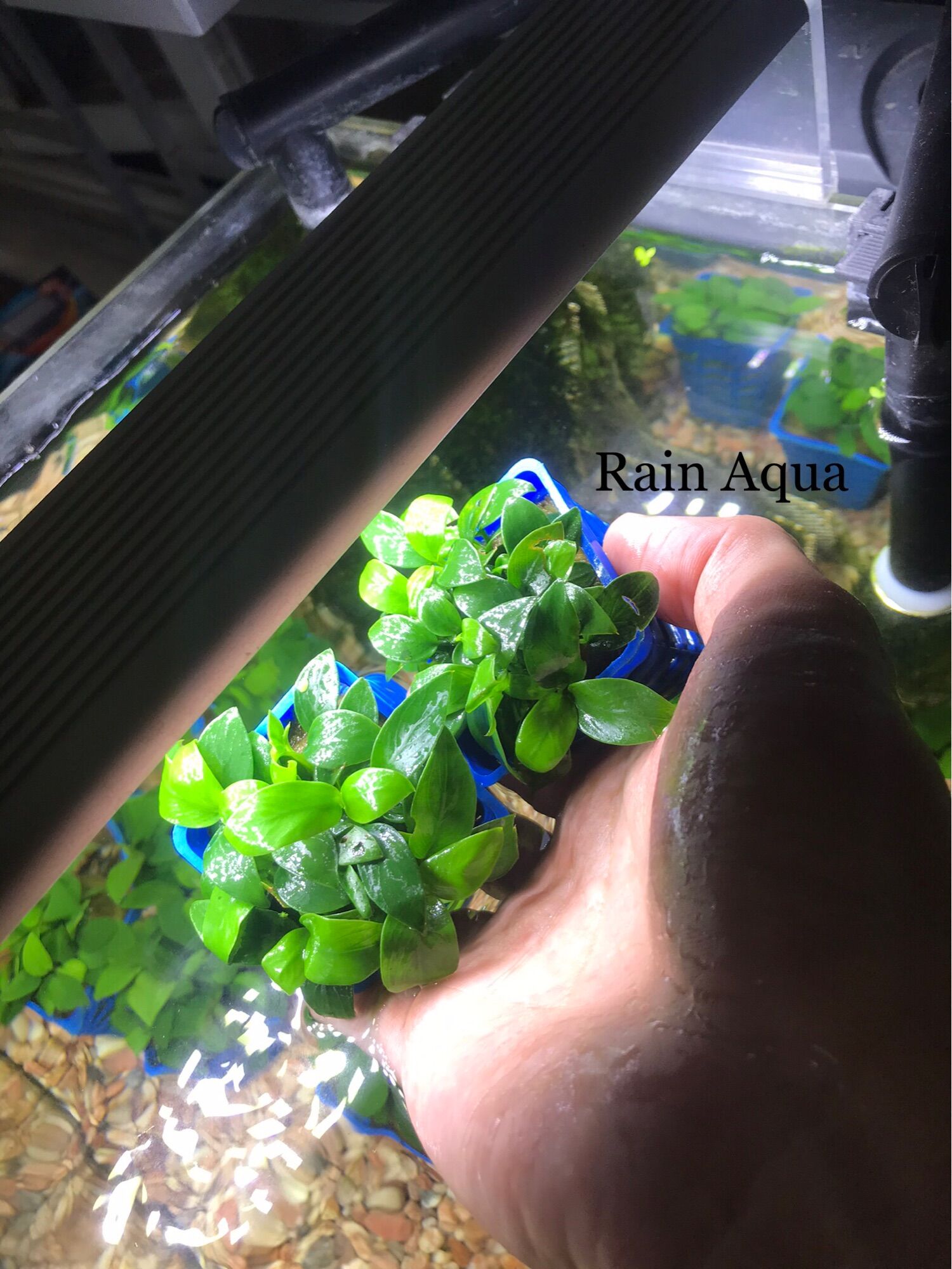 Cây Ráy Nana (Ráy lá nhỏ) - Cây ráy thuỷ sinh