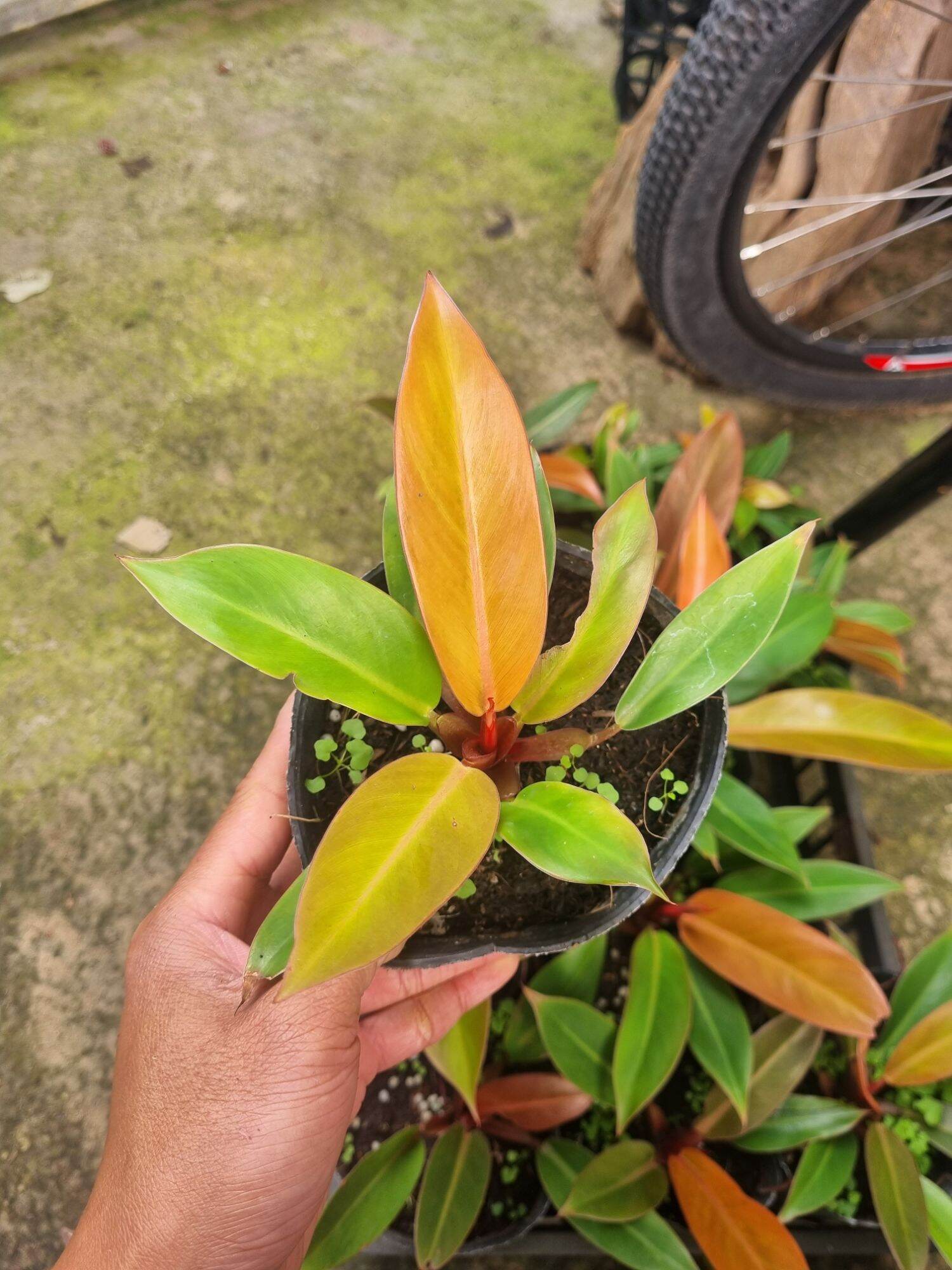 Trầu bà đế vương cam Philodendron erubescens