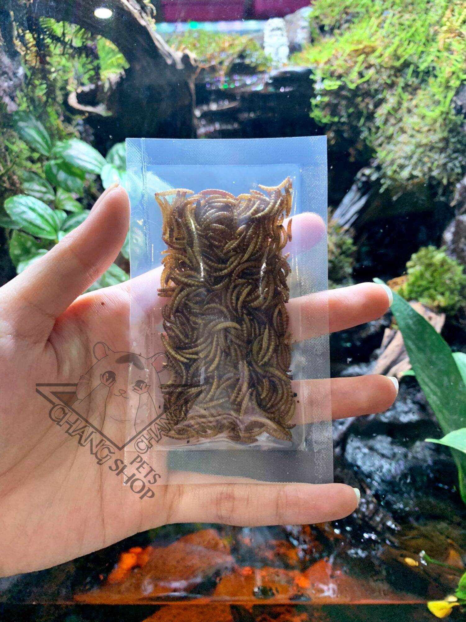 [HCM][Buffet3k] Sâu nhỏ dành cho hamster