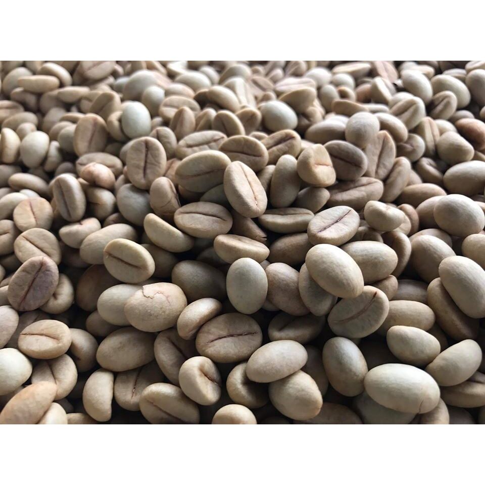 HẠT GIỐNG CÀ PHÊ DÂY THUẬN AN [ 1 KG  HẠT TUYỂN CHỌN BAO NẢY MẦM] CÓ BẢO HÀNH.