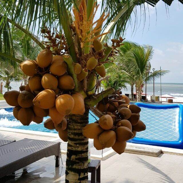 Dừa xiêm lùn vàng